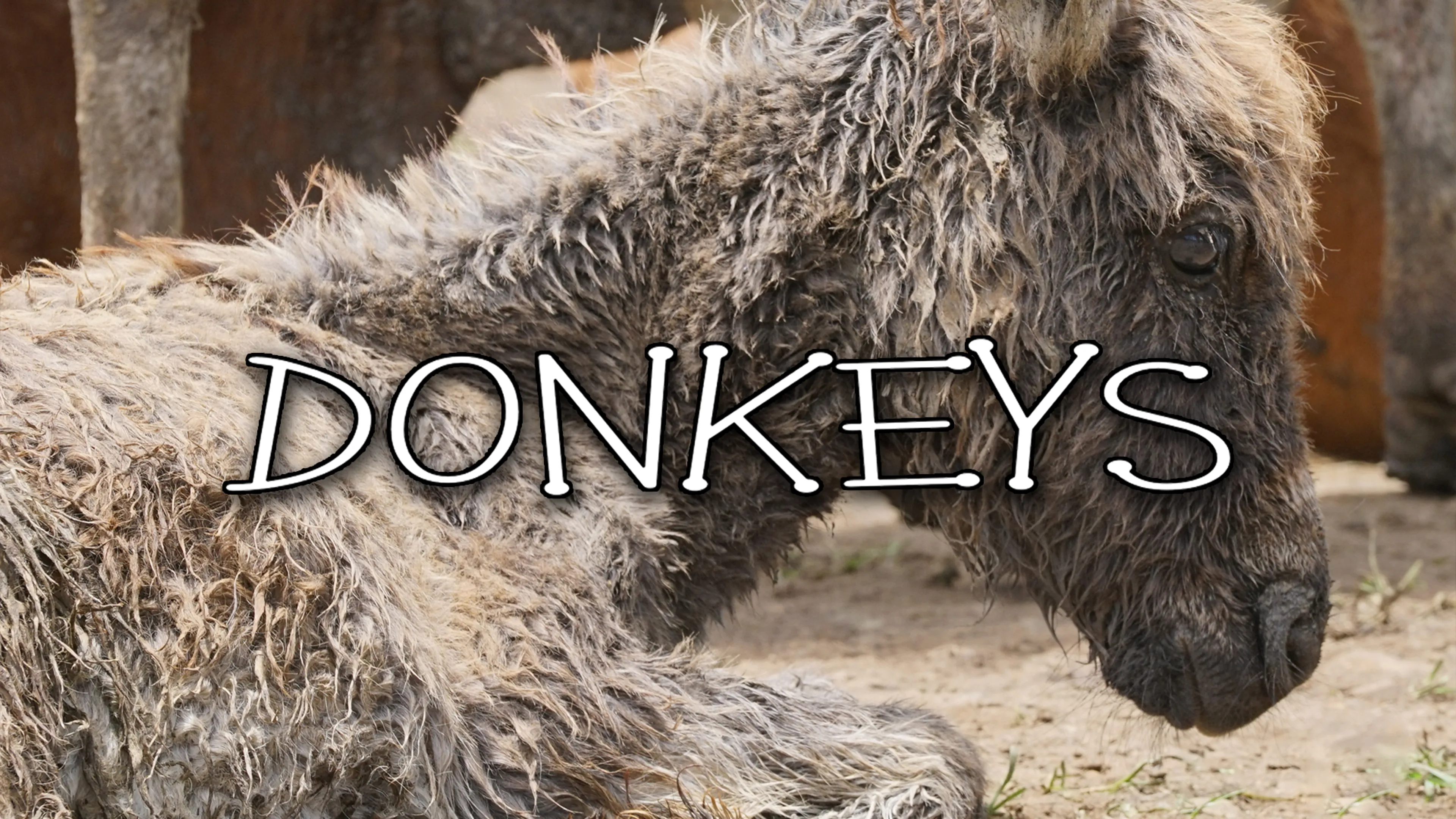 Donkeys poster